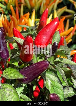 Red ornamental peppers growing in the sun. Stock Photo