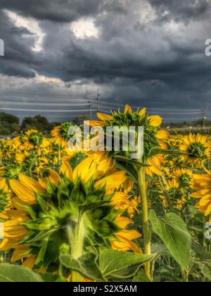 Sunflowers facing the direction of incoming storm clouds. Stock Photo