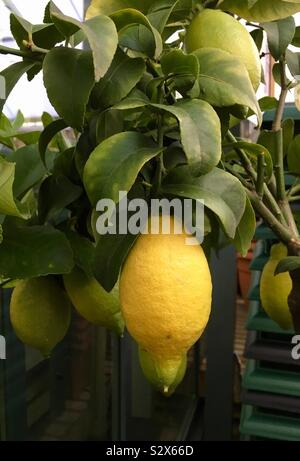 Lemon on a lemon tree Stock Photo
