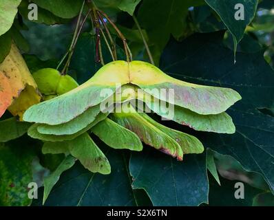 Sycamore Seeds Changing Colour Stock Photo