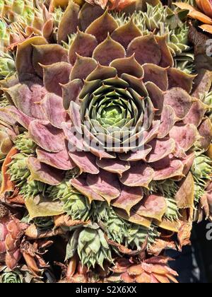 Beautiful succulent hens and chicks growing in a garden. Stock Photo