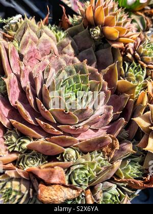 Beautiful succulent hens and chicks growing in a garden. Stock Photo
