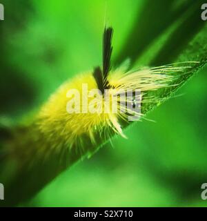 Banded tussock moth caterpillar Stock Photo