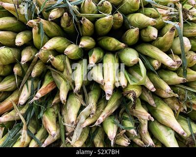 Fresh corn on the cob in husks. Stock Photo