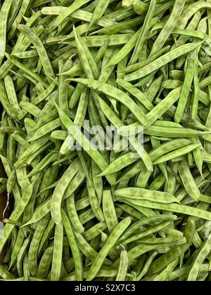C. tetragonoloba, Cyamopsis tetragonoloba, guar bean, cluster bean, gavar, guwar, or guvar bean. Stock Photo