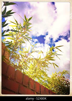 Tall bamboo plants growing over a brick wall, with blue sky and white clouds Stock Photo