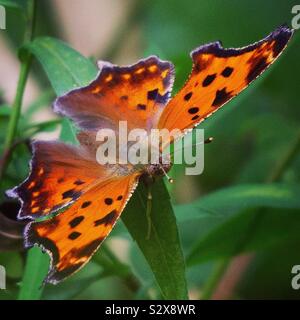 Eastern Comma Stock Photo