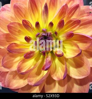 Dahlia ‘Pam Howden’. Stock Photo