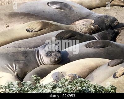 A cute seal looking with puppy eyes at the camera while resting his head on three of his friends who are sleeping. Stock Photo