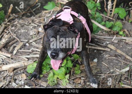 Staffie sales cross whippet