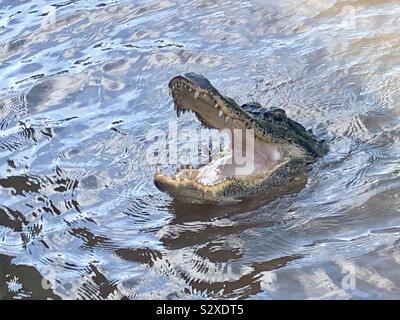 Alligator with wide open jaws, it’s head sticking out of the water. Stock Photo