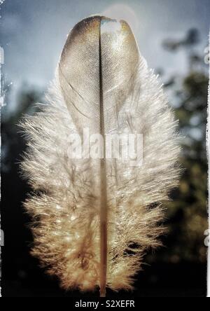 Fluffy bird feather with sun behind it Stock Photo