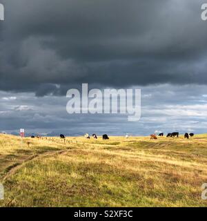 Field of cows under dramatic sky. Stock Photo