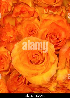 Gorgeous bunch of fresh orange roses. Stock Photo