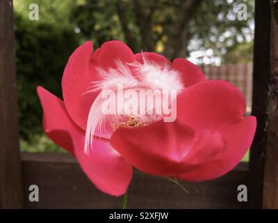 A white fluffy feather cusps in a pink rose in our garden. Stock Photo