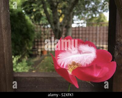 A white fluffy feather cusps in a pink rose in our garden. Stock Photo