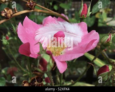 A white fluffy feather cusps in a pink rose in our garden. Stock Photo