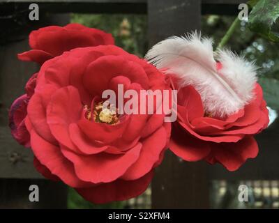 A white fluffy feather cusps in a red rose in our garden. Stock Photo