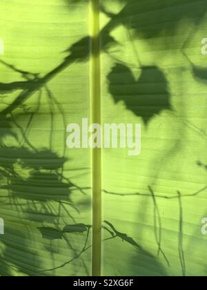 Abstract of a large banana leaf with shadows of vines and leaves Stock Photo