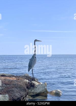 Great blue heron looking out over blue bay water with blue skies Stock Photo