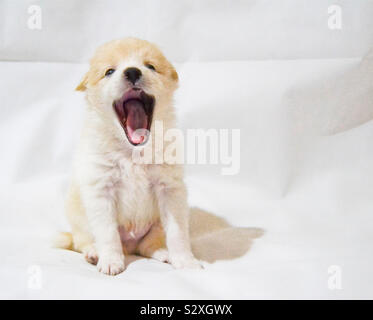 Cute puppy yawning ? Stock Photo