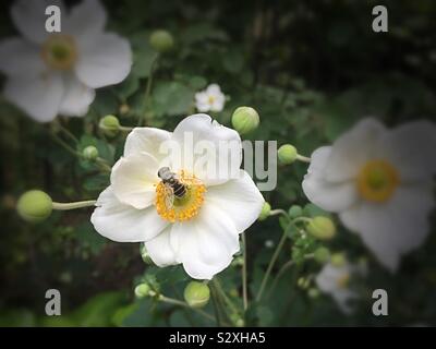 Close up of a honeybee on a white flower, USA Stock Photo