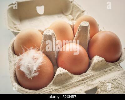 A box of six eggs with a white chicken feather stuck to one of the eggs. Stock Photo