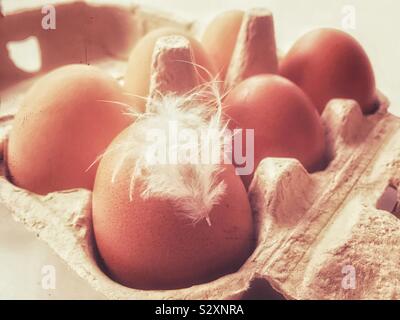 A white feather stuck to an egg in a box of brown eggs. Stock Photo
