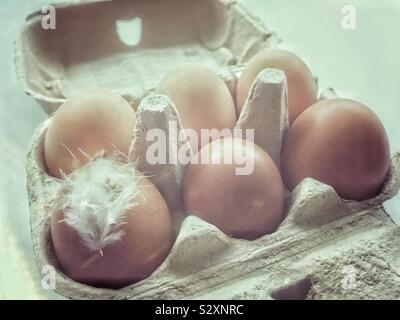 A box of brown eggs with a feather stuck to one of the eggs. Stock Photo