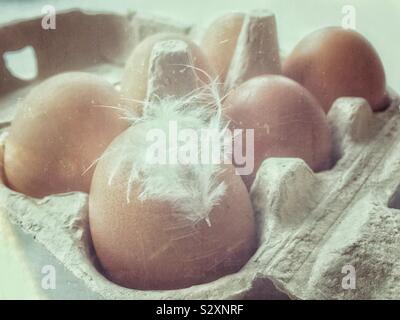 Six brown eggs in a carton, one has a white feather attached. Stock Photo