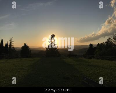 Setting sun shining through a pine tree Stock Photo
