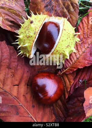 Conkers from a horse chestnut tree fallen on autumn leaves with the prickly outer shell in a seasonal fall image