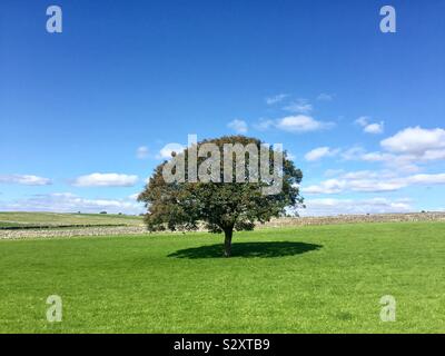 A lone tree in the centre of a grassy field with blue sky above in a simple nature or countryside landscape with copy space Stock Photo