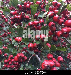 Hawthorn Tree Red Berries Green Leaves Stock Photo