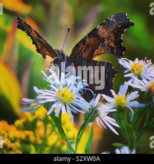 Eastern comma Stock Photo