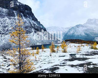 Larches in snow Stock Photo