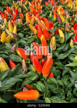 Beautiful orange and yellow ornamental Medusa peppers growing in the garden, capsicum annuum Stock Photo