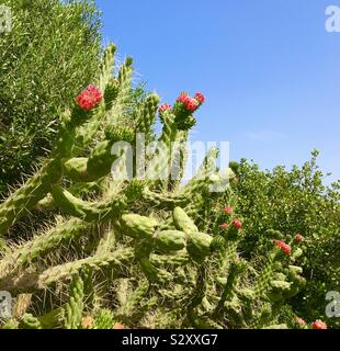 Cane Cholla cactus, Cylindropuntia imbricata, in Sardinia, Italy Stock Photo