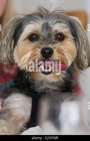 A cute and adorable little pet dog looking directly at the camera while sticking its tongue out with copy space Stock Photo