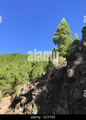 Green pine forest of pines canariensis trees against a blue sky in Tenerife, Canary Islands Stock Photo
