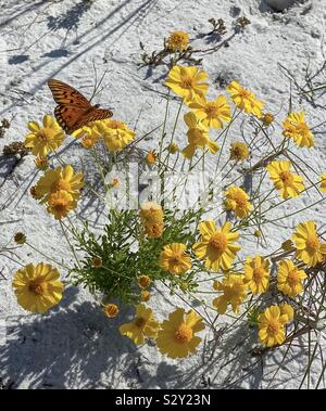 Yellow wildflowers growing on white sand dunes with orange butterfly Stock Photo