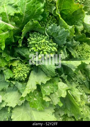 Green rapini, fresh green ripe broccoli rabe, Stock Photo