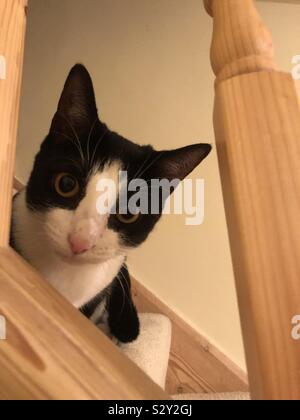 Black and white cat on staircase Stock Photo