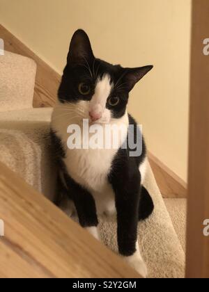 Black and white cat on staircase Stock Photo
