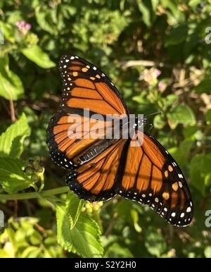 Closeup of monarch butterfly feeding on lantana flowers Stock Photo