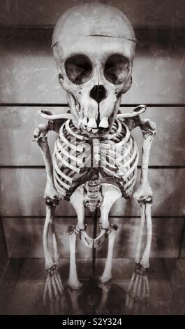 The skeleton of a chimpanzee - this one is on display at a museum in a European city. A grunge effect filter has been added to create an interesting effect. Photo Credit - © COLIN HOSKINS. Stock Photo