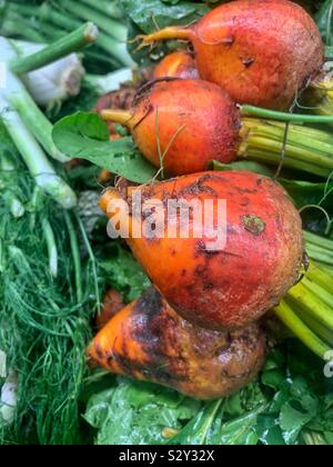 Fresh delicious golden beets, table beet, garden beet, sugar beet, red beet, dinner beet or golden beet. Stock Photo