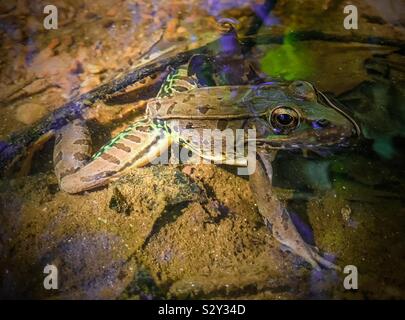 Leopard frog in North Carolina creek Stock Photo