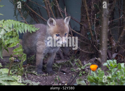 Young fox cub in a garden in Dublin, Ireland Stock Photo