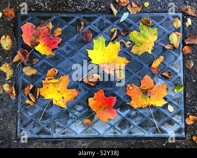 Autumn leaves on a drain inspection cover Stock Photo